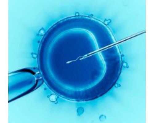 正规助孕包性别_35万包生儿子,澳门卵巢早衰供卵者排队时间测算,供2026年澳门